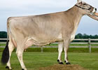 Brown Swiss