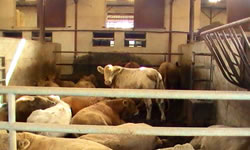 Dairy Livestock Export Services