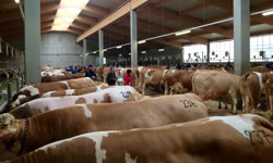 Fleckvieh and crossbred Fleckvieh dairy livestock for sale and selection in Northern Ireland