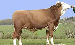 Fleckvieh and crossbred Fleckvieh dairy livestock for sale and selection in Northern Ireland