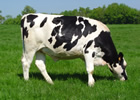 Irish Friesian / Holstein