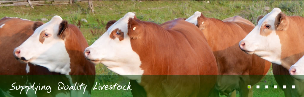 moffett livestock, dairy and beef livestock suppliers uk ireland and europe, irish friesian and holstein, pedigree dutch and german holstein, austrian and german fleckvieh bulls, holstein fleckvieh 1st cross, brown swiss, quality organic stock - Suppliers of Quality Livestock