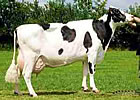 Pedigree Dutch & German Holstein